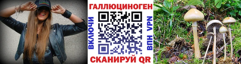 shop формула  Дальнереченск  Псилоцибиновые грибы Psilocybe 